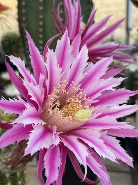 Akersia / Hildewintera hybrid - Babara Kellner